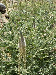 Reseda aucheri