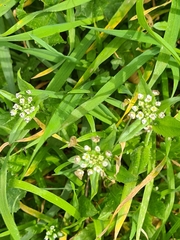 Capsella bursa-pastoris