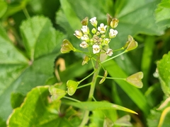 Capsella bursa-pastoris