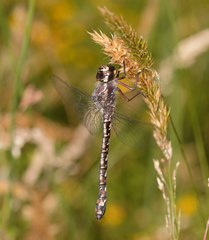 Austroaeschna atrata