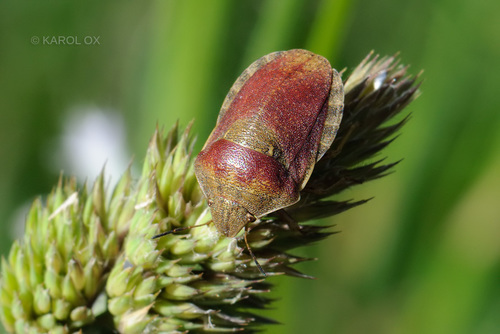 štítovka lúčna (Eurygaster testudinaria)