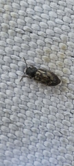 Phloiophilus edwardsii