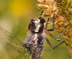 Austroaeschna atrata