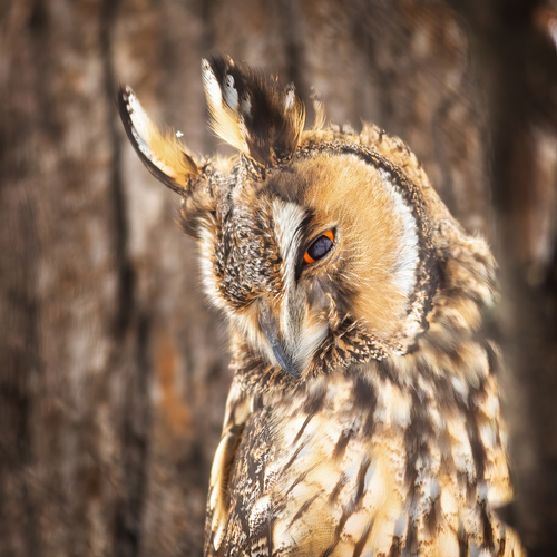 Búho chico (Asio otus)