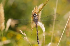 Austroaeschna atrata