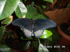 Papilio lowii