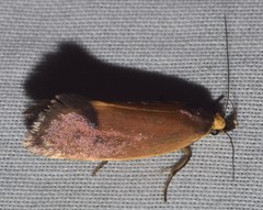 Delexocha ochrocausta