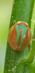 Hemisphaerius formosus