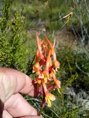 Disa porrecta