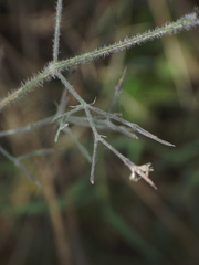 Dicliptera paniculata