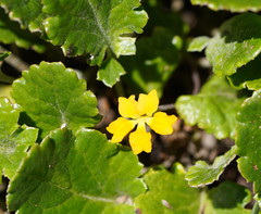 Goodenia hederacea alpestris