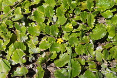Goodenia hederacea alpestris