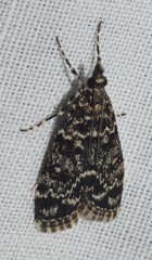 Scoparia objurgalis