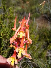 Disa porrecta