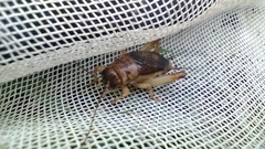 Anurogryllus