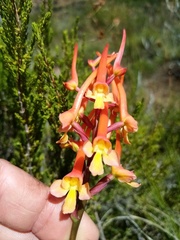 Disa porrecta