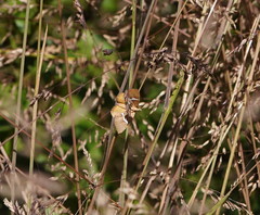 Chrysolarentia leucozona