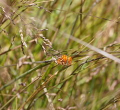 Chrysolarentia chrysocyma