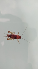 Anurogryllus