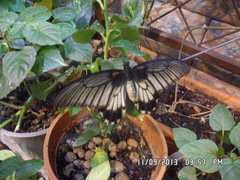 Papilio lowii