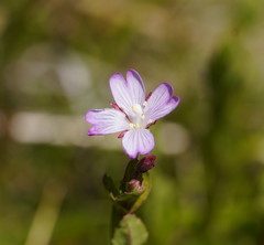 Epilobium gunnianum