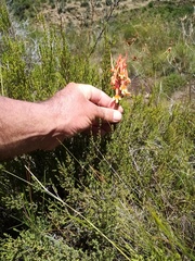 Disa porrecta