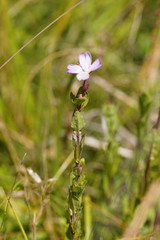 Epilobium gunnianum