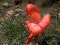Gladiolus saundersii