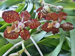 Vanda brunnea
