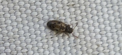 Phloiophilus edwardsii