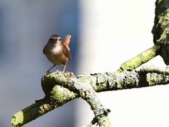 Troglodytes troglodytes