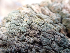 Trapeliopsis granulosa