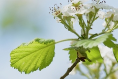 Crataegus mollis