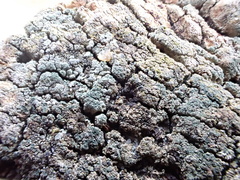 Trapeliopsis granulosa