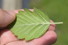 Crataegus mollis