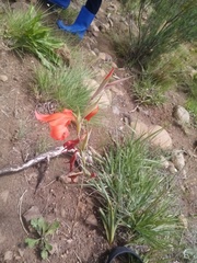 Gladiolus saundersii