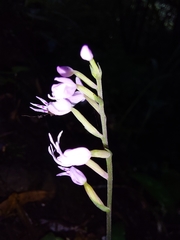 Stenoglottis fimbriata