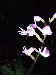 Stenoglottis fimbriata