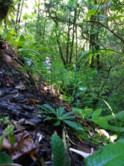 Stenoglottis fimbriata