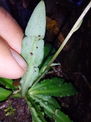 Stenoglottis fimbriata