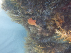 Pyura gibbosa
