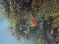 Pyura gibbosa