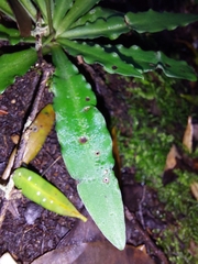 Stenoglottis fimbriata