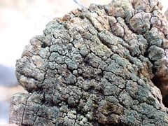 Trapeliopsis granulosa