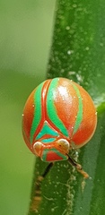 Hemisphaerius formosus
