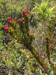 Vaccinium crenatum