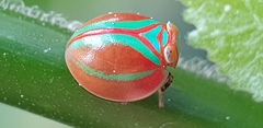 Hemisphaerius formosus