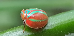 Hemisphaerius formosus