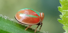 Hemisphaerius formosus