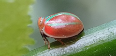 Hemisphaerius formosus
